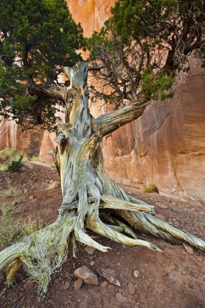 UT, Monument Valley Juniper tree in barren land